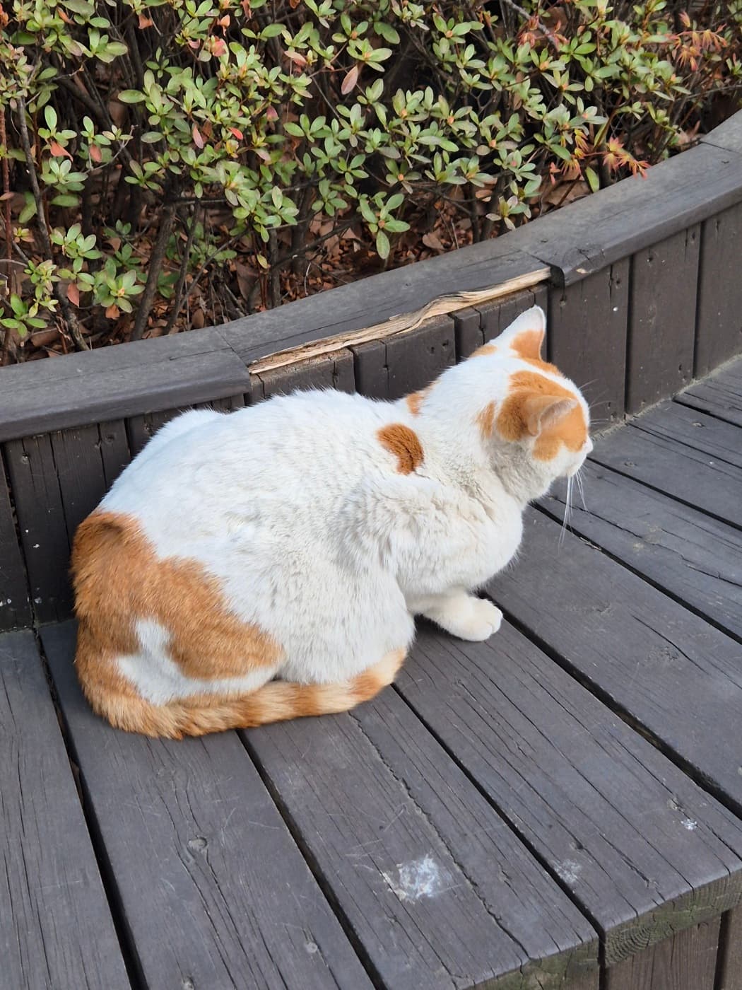 중앙대 귀요미! 중냥이!
